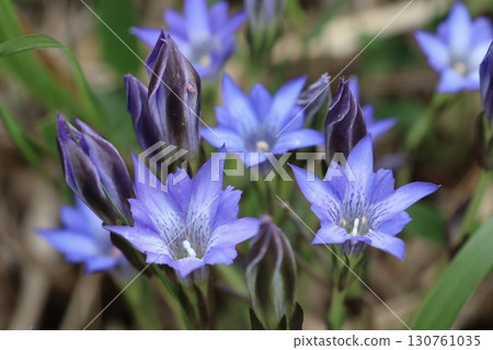 一片藍色花朵、春季龍膽花盛開的沼澤地 130761035