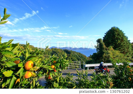 柑橘類水果成熟的大芝島 柑橘類水果成熟的大芝島 130761202