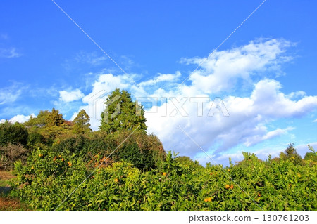 大芝島的主要景點（柑橘類水果）開始呈現美味的色彩。 130761203