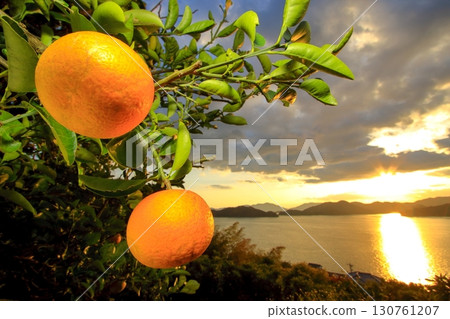 12月，大芝島上的柑橘類水果成熟 130761207