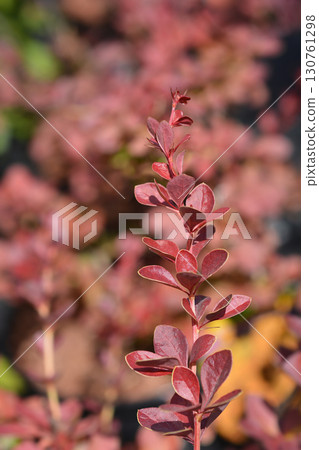 Japanese barberry Orange Carpet Japanese barberry Orange Carpet 130761298