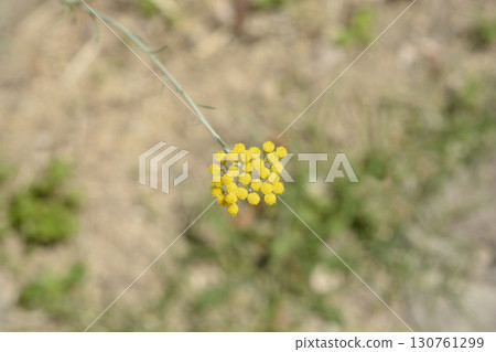Italian everlasting flowers Italian everlasting flowers 130761299