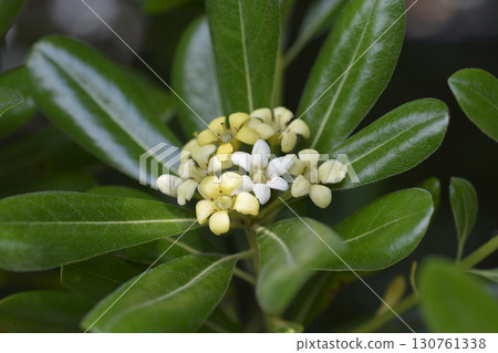 Mock Orange 130761338