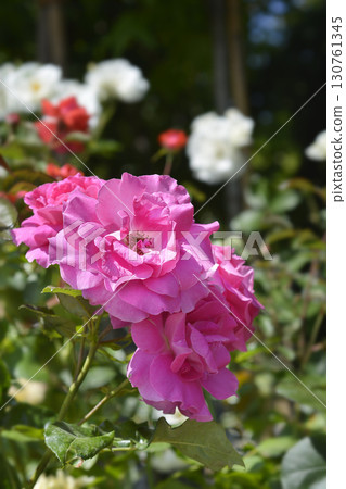Rose Madame Louisa Rose Madame Louisa 130761345