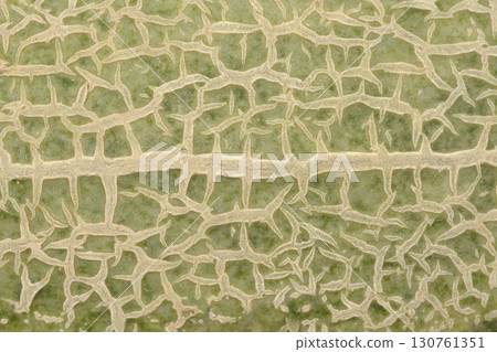 Cantaloupe rind detail Cantaloupe rind detail 130761351