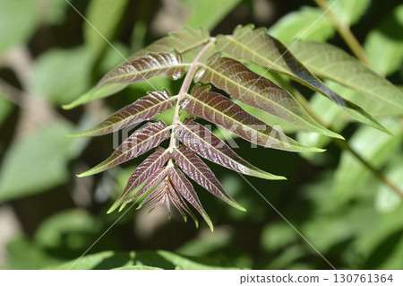 Tree of heaven 130761364