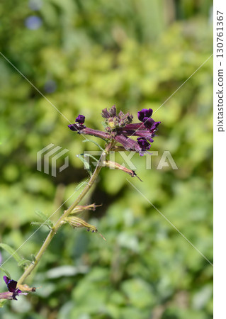 Bat faced cuphea Purple Passion Bat faced cuphea Purple Passion 130761367