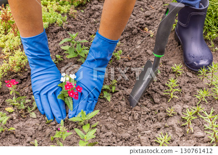 Gardener is planting verbena in the ground on the garden bed. 130761412