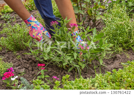 Gardener is planting vervain in a ground on the garden bed. Gardener is planting vervain in a ground on the garden bed. 130761422