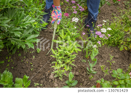 Farmer is loosening soil on the flower bed using a hand garden rake Farmer is loosening soil on the flower bed using a hand garden rake 130761429