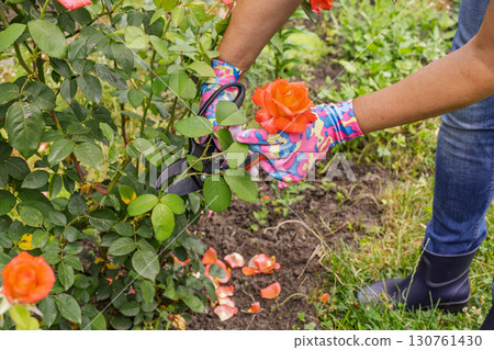 Female farmer with a pruner shears the rose bush. 130761430