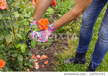 Female farmer with a pruner shears the rose bush. 130761431