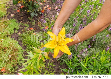 Yellow lily flower in the summer garden. 130761435