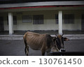 Cows at a train station in India 130761450
