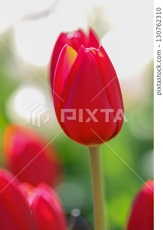 Red tulip Red tulip 130762310