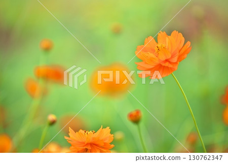 Kibanakosmos特寫鏡頭 Kibanakosmos特寫鏡頭 130762347