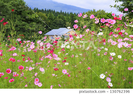 秋日黑姬高原，大波斯菊盛開 130762396