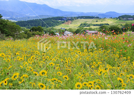 Kurohime Plateau in autumn with cosmos in full bloom Kurohime Plateau in autumn with cosmos in full bloom 130762409