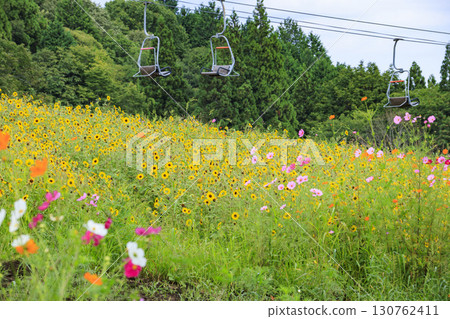 秋日黑姬高原,大波斯菊盛開 秋日黑姬高原,大波斯菊盛開 130762411