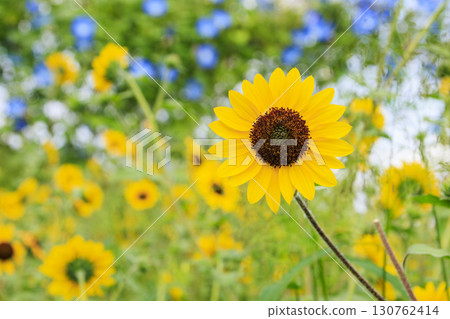 Kurohime Plateau in autumn with cosmos in full bloom 130762414