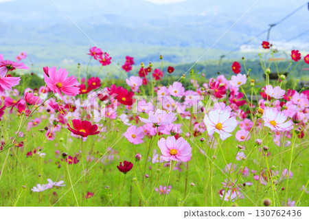 Kurohime Plateau in autumn with cosmos in full bloom Kurohime Plateau in autumn with cosmos in full bloom 130762436