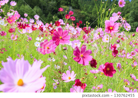 Kurohime Plateau in autumn with cosmos in full bloom Kurohime Plateau in autumn with cosmos in full bloom 130762455
