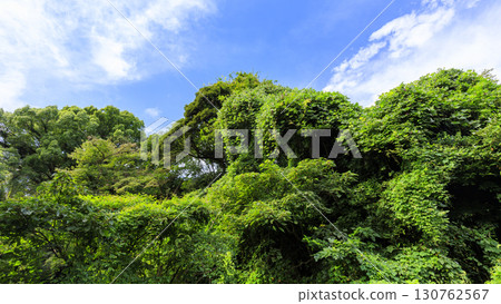 Summer in Koajiro Forest 130762567