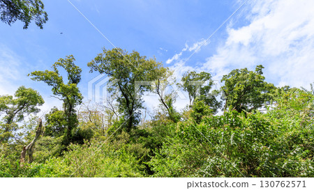Summer in Koajiro Forest 130762571