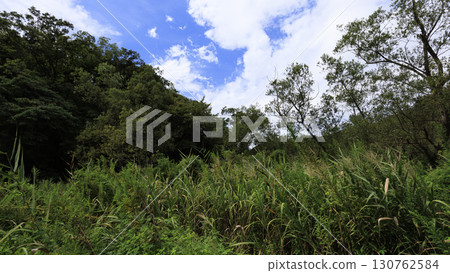 Summer in Koajiro Forest 130762584