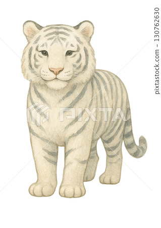 [Animal] White tiger illustration 130762630