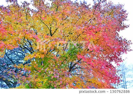 Bright red maple leaves on the shores of Lake Haruna in late autumn Bright red maple leaves on the shores of Lake Haruna in late autumn 130762886