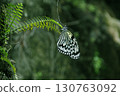 In search of nectar, butterflies gracefully flutter from flower to flower in search of a place to eat. 130763092
