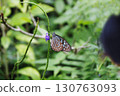 In search of nectar, butterflies gracefully flutter from flower to flower in search of a place to eat. 130763093