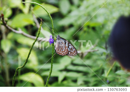 為了尋找花蜜，蝴蝶優雅地從一朵花飛到另一朵花，尋找食物的地方。 130763093