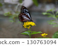 In search of nectar, butterflies gracefully flutter from flower to flower in search of a place to eat. 130763094