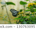 In search of nectar, butterflies gracefully flutter from flower to flower in search of a place to eat. 130763095