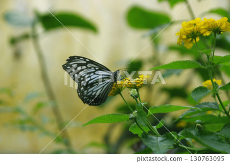 為了尋找花蜜，蝴蝶優雅地從一朵花飛到另一朵花，尋找食物的地方。 130763095