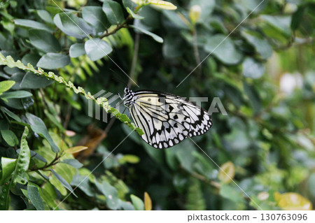 為了尋找花蜜，蝴蝶優雅地從一朵花飛到另一朵花，尋找食物的地方。 130763096