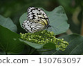In search of nectar, butterflies gracefully flutter from flower to flower in search of a place to eat. 130763097