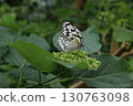 In search of nectar, butterflies gracefully flutter from flower to flower in search of a place to eat. 130763098
