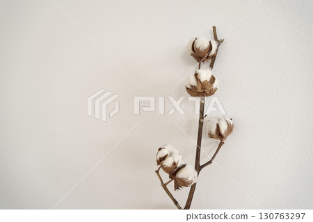 乾燥花,白色背景的棉花花,棉花 乾燥花,白色背景的棉花花,棉花 130763297