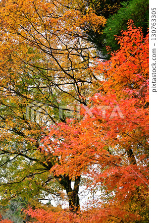 Bright red maple leaves near the second torii gate of Haruna Shrine in late autumn Bright red maple leaves near the second torii gate of Haruna Shrine in late autumn 130763305