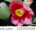 Camellia 130763448