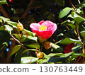 Camellia 130763449