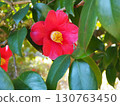 Camellia 130763450