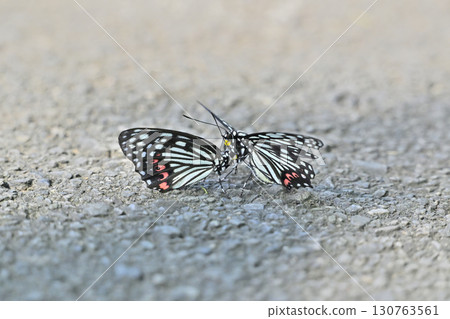 Two Red-spotted Purple Butterflies (male and female, image) Two Red-spotted Purple Butterflies (male and female, image) 130763561