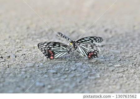 兩隻紅斑紫蝴蝶(雄性和雌性,圖) 兩隻紅斑紫蝴蝶(雄性和雌性,圖) 130763562