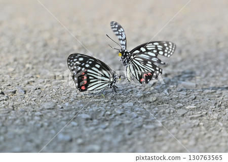 Two Red-spotted Purple Butterflies (male and female, image) Two Red-spotted Purple Butterflies (male and female, image) 130763565