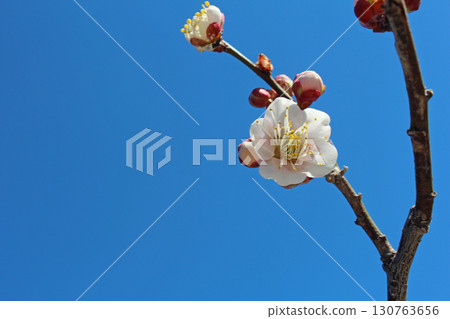 Plum blossom  130763656