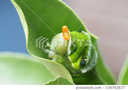 Great Mormon swallowtail larva (5th instar, horns being stored) 130763677